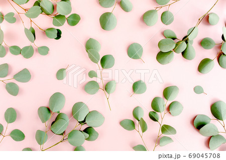 Eucalyptus branches pattern. Natural wallpaper. Flat lay, top view Eucalyptus branches pattern. Natural wallpaper. Flat lay, top view 69045708
