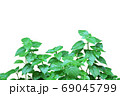 Asystasia gangetica bush on white background. 69045799