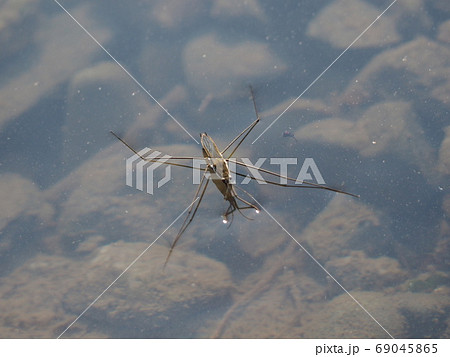 アメンボ 69045865