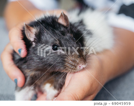 Child hands holding white and black rat 69045959