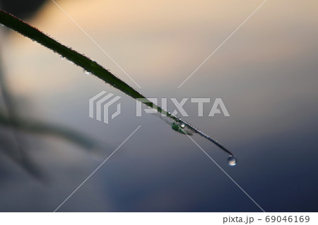 Grass water drops morning purity close-up dawn 69046169