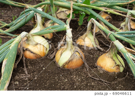 たまねぎ栽培　玉ねぎ畑　（5月）　家庭菜園 69046611