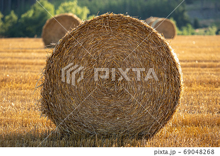 Field with straw bales after harvest 69048268