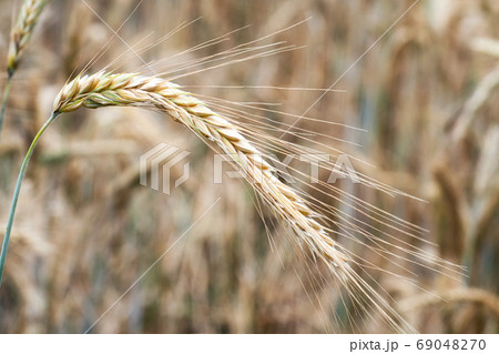 Wheat field. Golden ears of wheat on the field. Background of ri 69048270