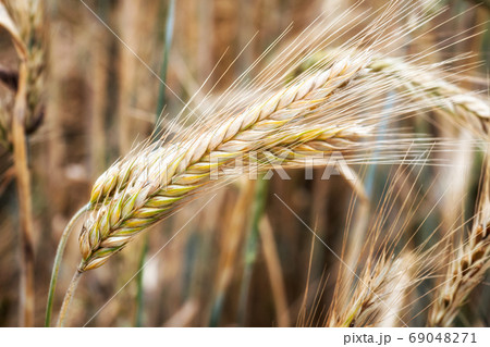 Wheat field. Golden ears of wheat on the field. Background of ri 69048271