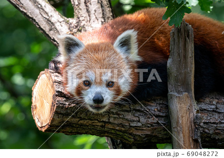 Red panda on the tree. Cute panda bear in forest habitat. Ailuru 69048272