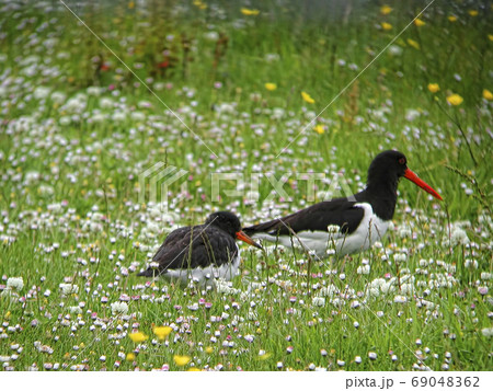 Eurasian Oystercatcher, Haematopus ostralegus, adult with chick Eurasian Oystercatcher, Haematopus ostralegus, adult with chick 69048362