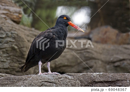 Black Oystercatcher, Haematopus bachmani, close up view Black Oystercatcher, Haematopus bachmani, close up view 69048367
