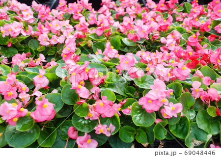 Begonias, semperflorens begonias, in the garden, potted begonia 69048446