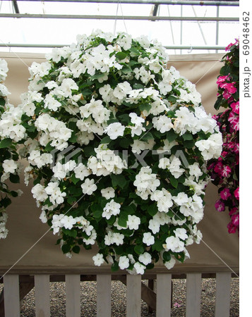 impatiens in potted, scientific name Impatiens walleriana flower impatiens in potted, scientific name Impatiens walleriana flower 69048462