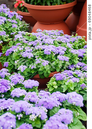 Ageratum, light purple ageratum, pot plants in the black tray 69048468