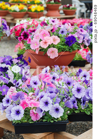 Petunia, Petunias in the tray,Petunia in the pot 69048469