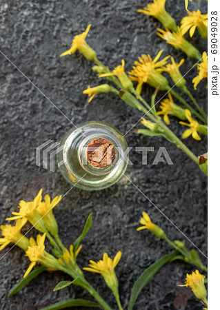 A bottle of essential oil with European goldenrod plant 69049028