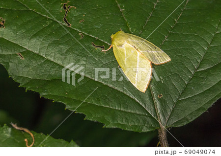 Green silver-lines (Pseudoips prasinana) 69049074