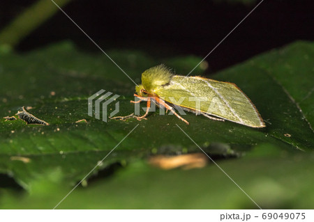 Green silver-lines (Pseudoips prasinana) 69049075
