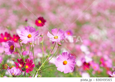 コスモスの花 69049565