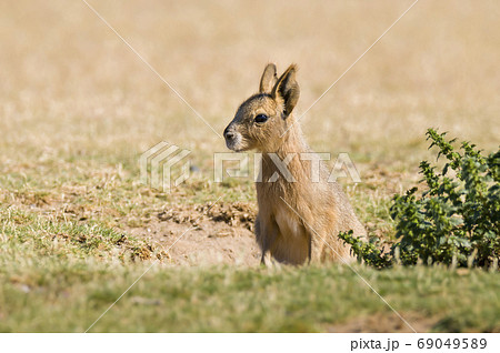 Mara Dolichotis Patagonum Mara Dolichotis Patagonum 69049589