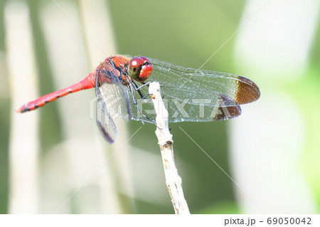 コノシメトンボ（オス） 69050042