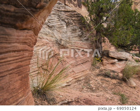 Plants in front of rocks with grooves and stripes 69050124