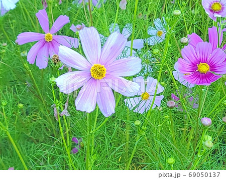 信州木曽・お花の風景 信州木曽・お花の風景 69050137