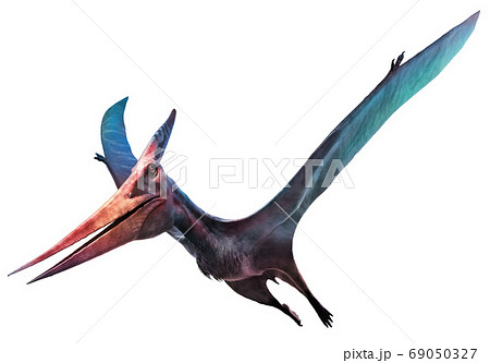 Pteranodon Flying Dinosaur 3d Illustration のイラスト素材