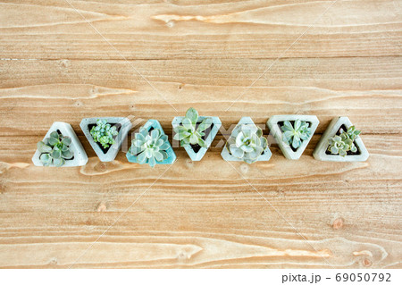 pattern of green succulents on wooden background. Flat lay, top view. pattern of green succulents on wooden background. Flat lay, top view. 69050792