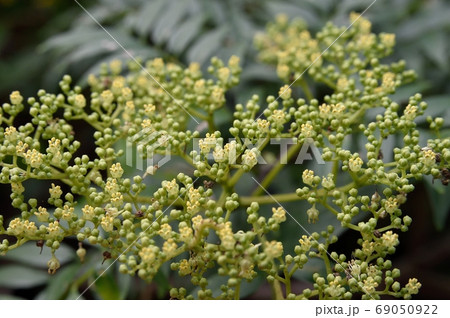 イヌザンショウの花 69050922
