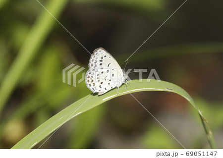 ヤマトシジミ 69051147