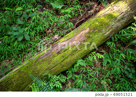 Fallen moss-covered tree on forest floor. 69051521