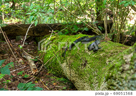 Large Black Rat Snake slithers on a fallen moss covered tree. 69051568