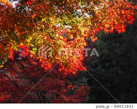 色づくモミジ　羅漢の里の紅葉 69051835