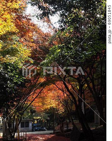 色づくモミジ　羅漢の里の紅葉 69051845