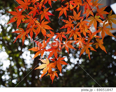 色づくモミジ 羅漢の里の紅葉 色づくモミジ 羅漢の里の紅葉 69051847