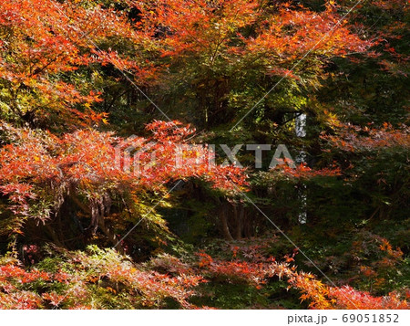 色づくモミジ　羅漢の里の紅葉 69051852