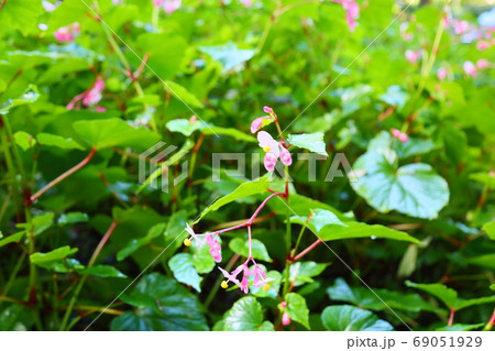 シユウカイドウの花 69051929