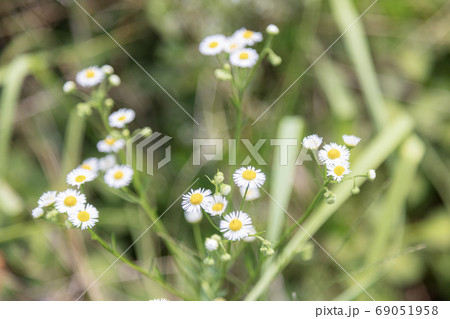 花 花 69051958