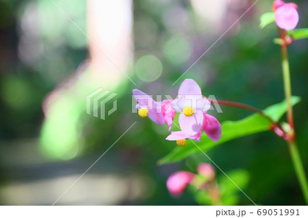 シユウカイドウの花 69051991