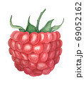 Vintage watercolor raspberry botanical illustration 69052162