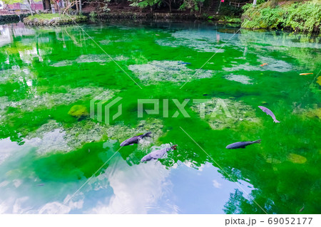 出流原弁天池と鯉2 69052177