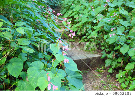 シユウカイドウの花 69052185