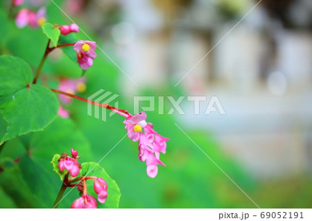 シユウカイドウの花 69052191