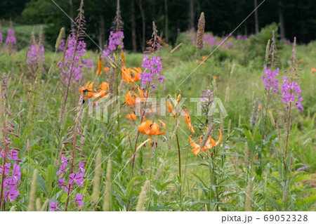 コオニユリとトンボ コオニユリとトンボ 69052328