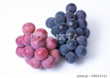 ぷりっぷりっ! 大粒ぶどう/巨峰、クイーンニーナ ぷりっぷりっ! 大粒ぶどう/巨峰、クイーンニーナ 69052415