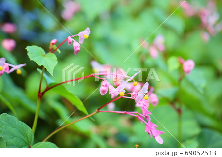 シユウカイドウの花 シユウカイドウの花 69052513