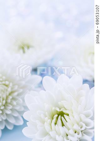 白い菊の花 喪中はがきの写真素材