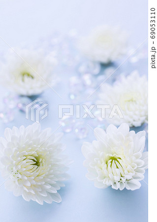 白い菊の花 喪中はがきの写真素材