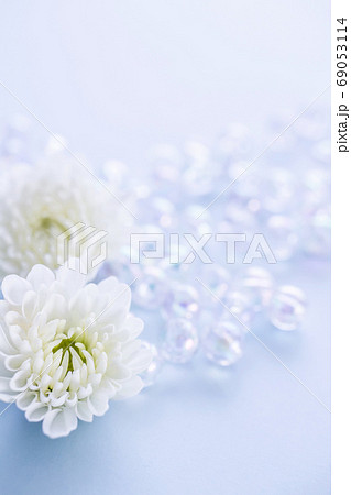 白い菊の花 喪中はがき 白い菊の花 喪中はがき 69053114
