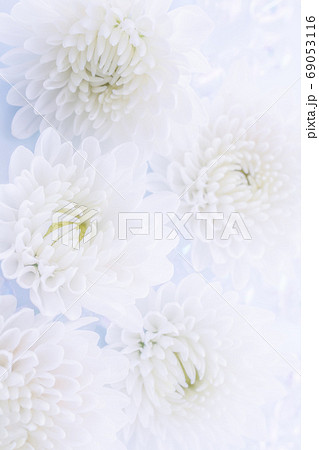 白い菊の花 喪中はがきの写真素材