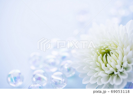 白い菊の花 喪中はがき 白い菊の花 喪中はがき 69053118