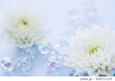 白い菊の花 喪中はがき 白い菊の花 喪中はがき 69053120